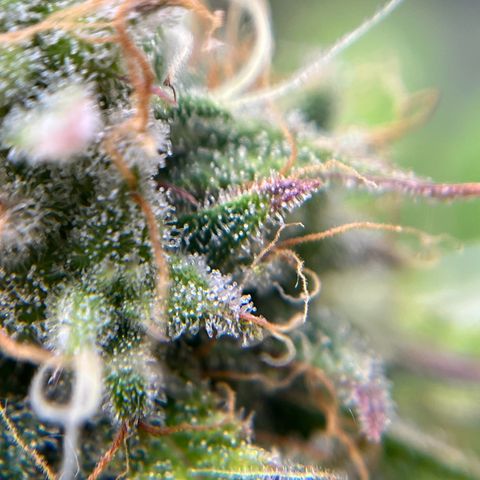 Berta growlog timeline photo