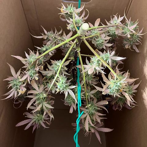 Berta growlog timeline photo