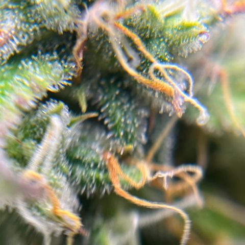 Berta growlog timeline photo