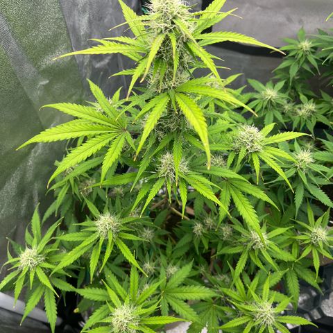 Berta growlog photo: Ich glaube es herbstet etwas im Garten 