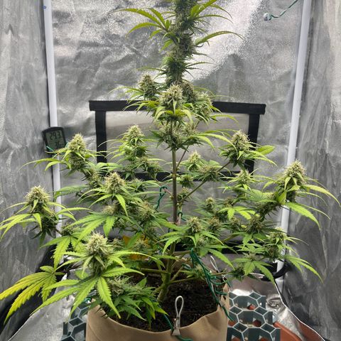 Berta growlog timeline photo