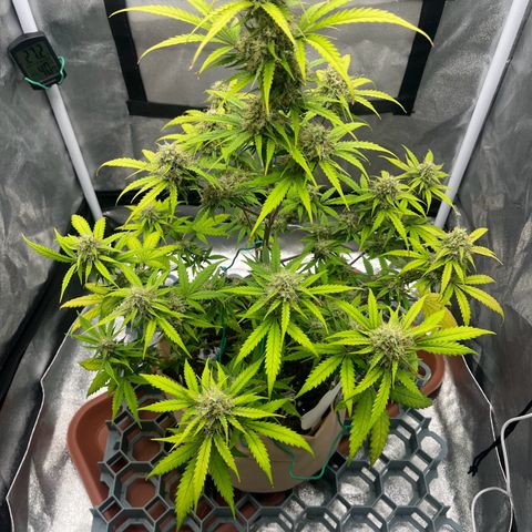 Berta growlog timeline photo