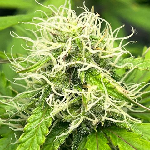 Berta growlog photo: Ich glaube es herbstet etwas im Garten 