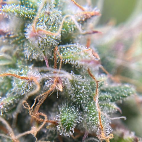 Berta growlog timeline photo