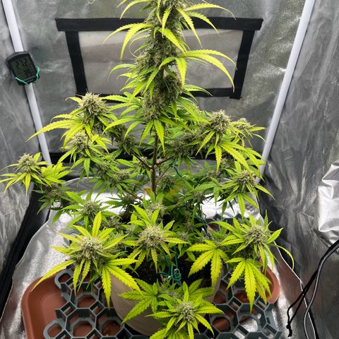 Berta growlog timeline photo