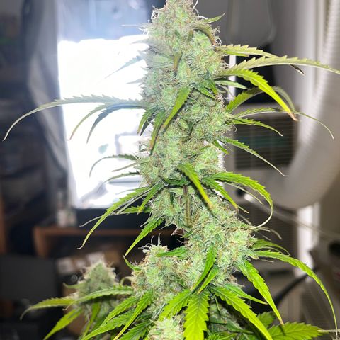 Berta growlog timeline photo