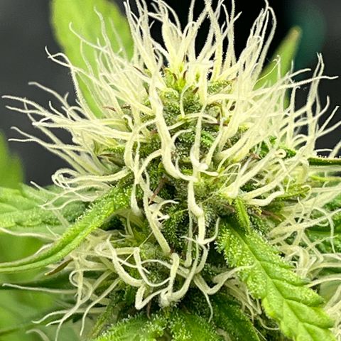 Berta growlog timeline photo
