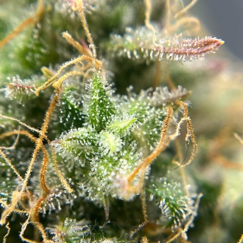 Berta growlog timeline photo