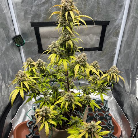 Berta growlog timeline photo