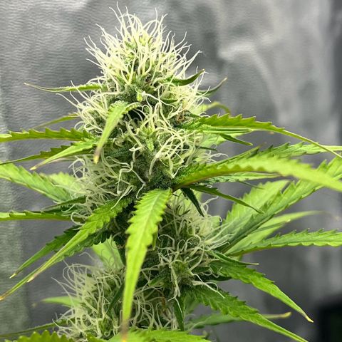 Berta growlog photo: Erste braune Härchen 