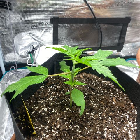 White Widow 2026 growlog photo: 15cms