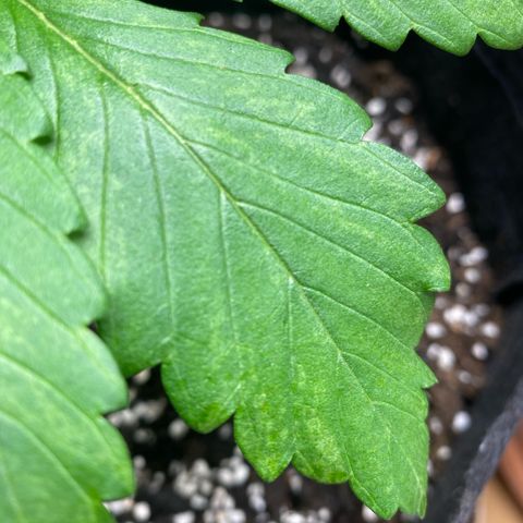 White Widow 2026 growlog photo: What causes these pale blotches?