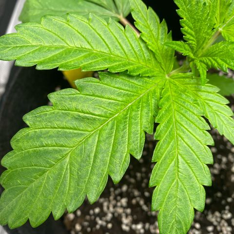 White Widow 2026 growlog photo: Pale patches on all fan leaves