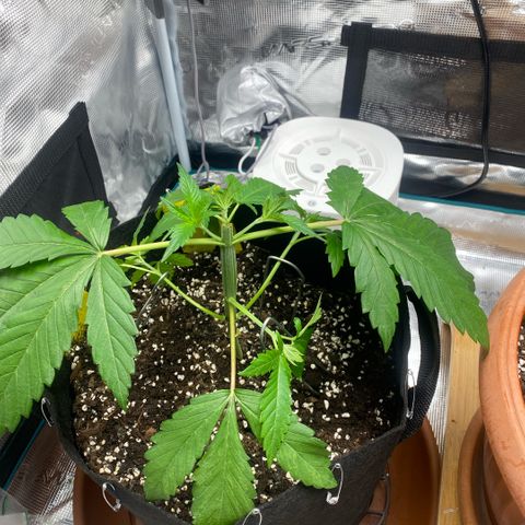White Widow 2026 growlog photo: Topped to 3rd node on return from Liguria. Removed 2 nodes. Soil still fairly heavy