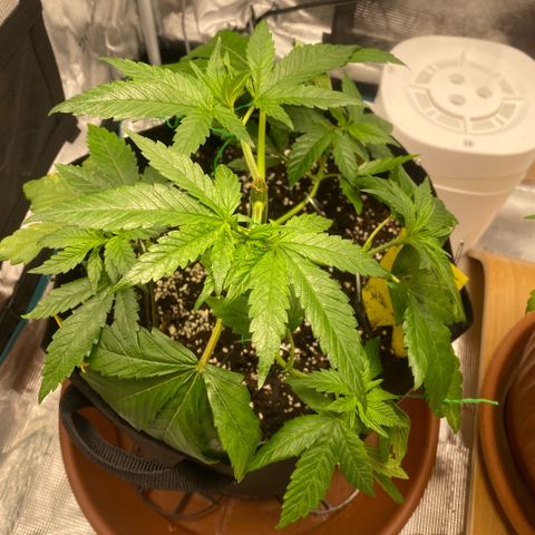 White Widow 2026 growlog timeline photo