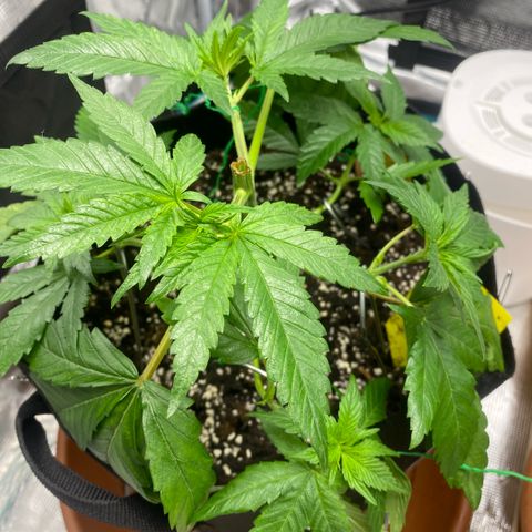 White Widow 2026 growlog timeline photo