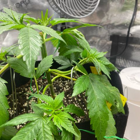 White Widow 2026 growlog timeline photo