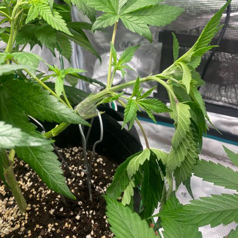 White Widow 2026 growlog photo: I broke a branch with over-aggressive LST. 