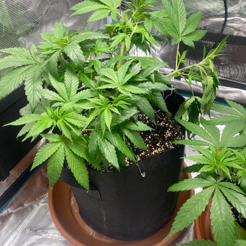 White Widow 2026 growlog photo: I broke a branch with over-aggressive LST. 