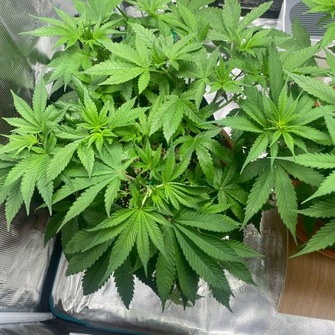White Widow 2026 growlog timeline photo