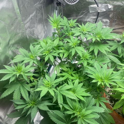White Widow 2026 growlog photo: One week after flip. 
