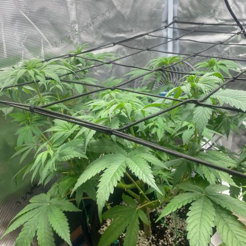 White Widow 2026 growlog timeline photo