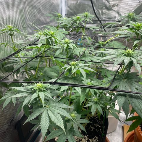 White Widow 2026 growlog timeline photo