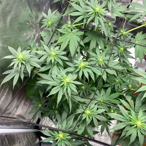 White Widow 2026 growlog timeline photo
