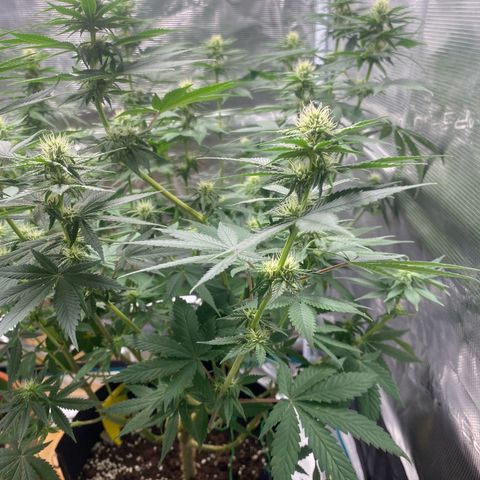 White Widow 2026 growlog timeline photo