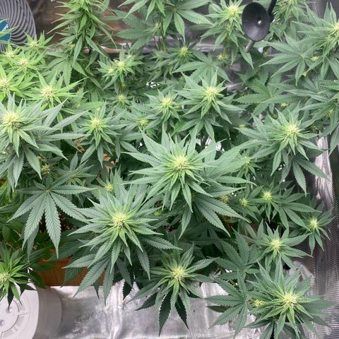 White Widow 2026 growlog timeline photo