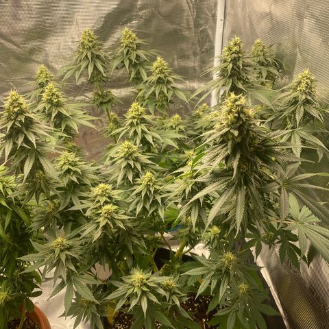 White Widow 2026 growlog photo: W7, 26C/62%. A few gnats.