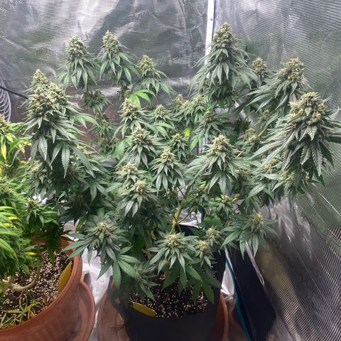 White Widow 2026 growlog photo: 7 Aug: looks ready but with loupe still partly clear. I think 1-2 more weeks