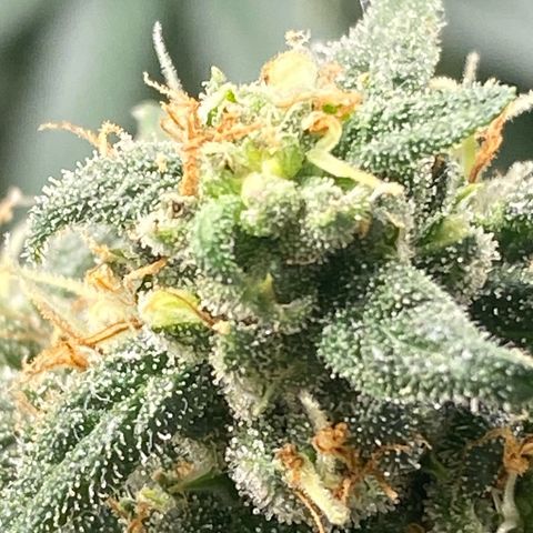 White Widow 2026 growlog photo: 7 Aug: looks ready but with loupe still partly clear. I think 1-2 more weeks