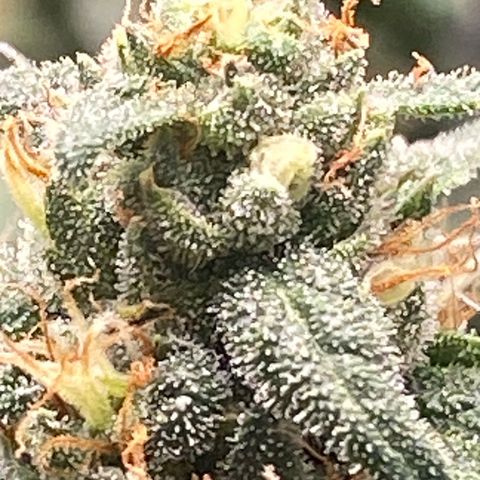 White Widow 2026 growlog photo: 7 Aug: looks ready but with loupe still partly clear. I think 1-2 more weeks