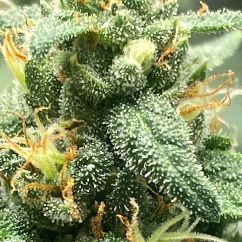 White Widow 2026 growlog photo: 7 Aug: looks ready but with loupe still partly clear. I think 1-2 more weeks