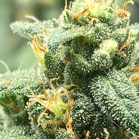 White Widow 2026 growlog photo: 7 Aug: looks ready but with loupe still partly clear. I think 1-2 more weeks