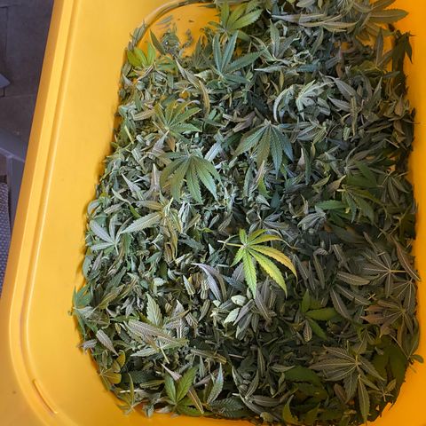 White Widow 2026 growlog photo: Good amount, wet trimmed.