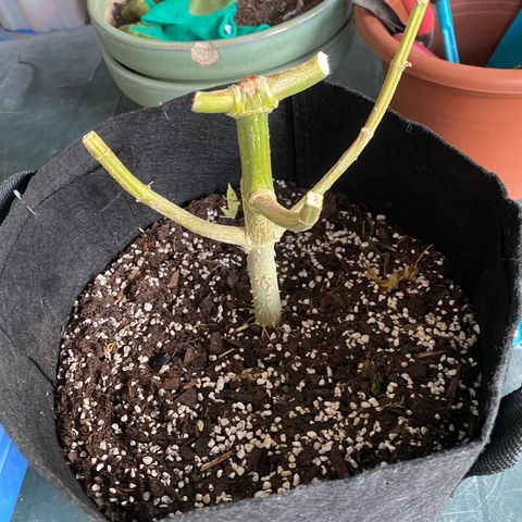 White Widow 2026 growlog photo: Good amount, wet trimmed.