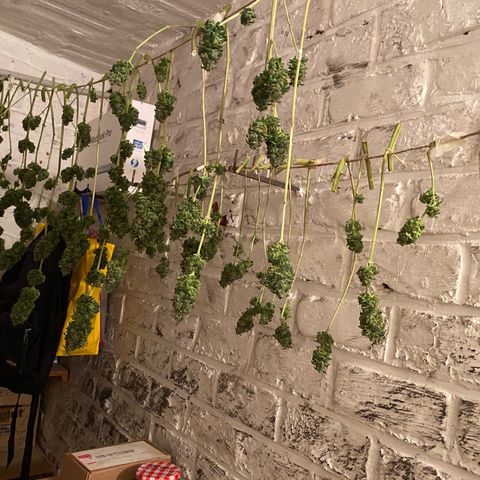White Widow 2026 growlog photo: Good amount, wet trimmed.