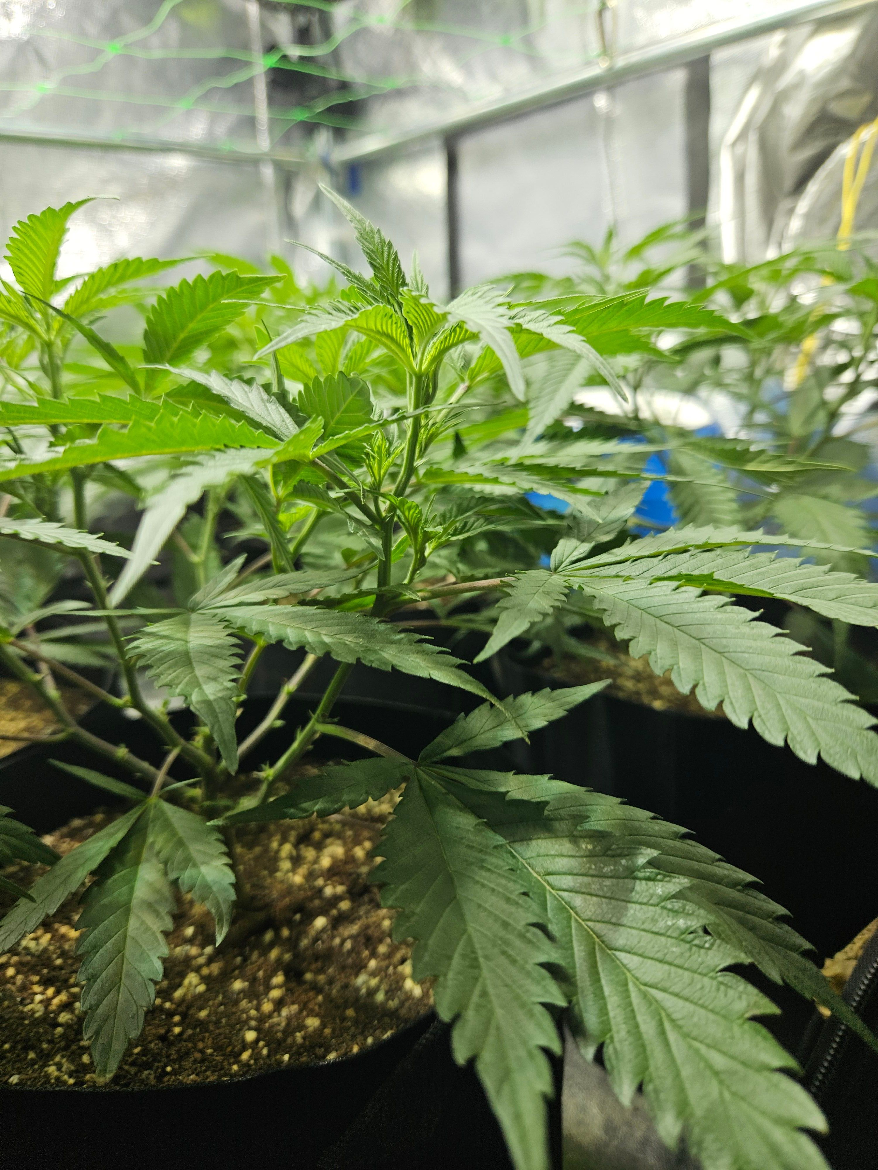 Slurricane IX growlog header