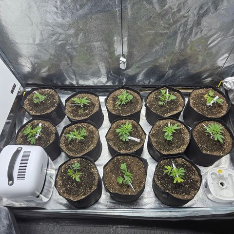 Slurricane IX growlog photo