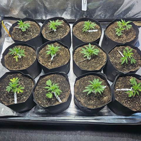 Slurricane IX growlog photo