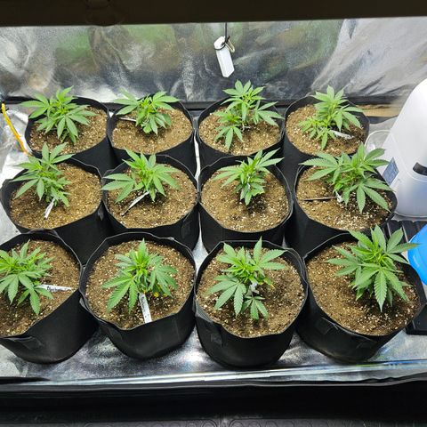 Slurricane IX growlog photo