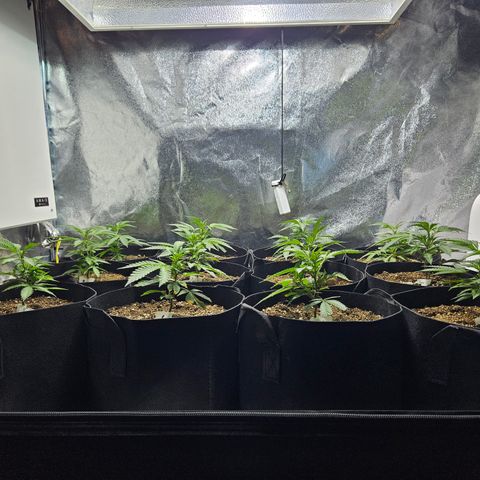 Slurricane IX growlog photo