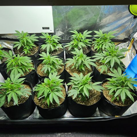 Slurricane IX growlog photo