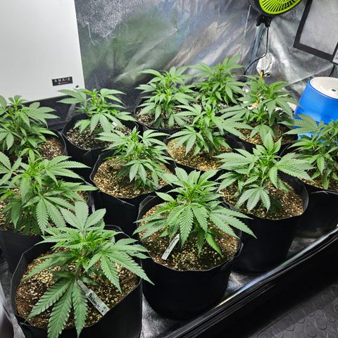 Slurricane IX growlog timeline photo