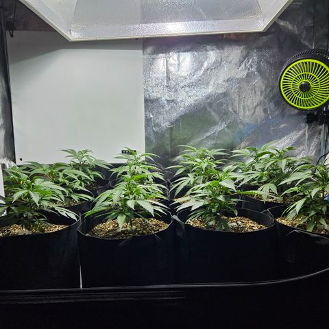 Slurricane IX growlog timeline photo