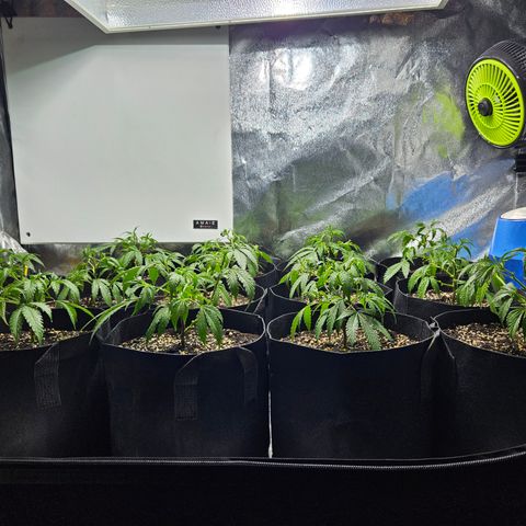 Slurricane IX growlog timeline photo