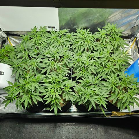 Slurricane IX growlog timeline photo