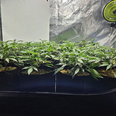 Slurricane IX growlog timeline photo